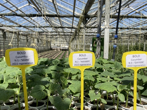 Դրամաշնորհ հին նմուշների վերագանգնման համար