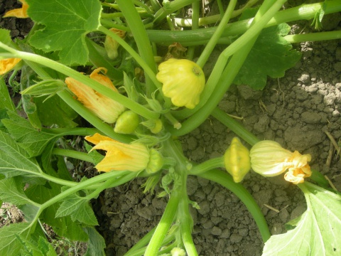 Գրանցվել են նոր սորտեր