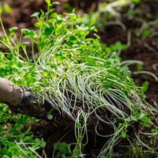 «Սիդերատ բույսերի և կենսաբանական պարարտանյութերի փորձարկում, կիրառման արդյունավետության գնահատում Հայաստանում կանաչ գյուղատնտեսության խթանման նպատակով»