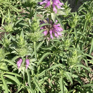 «Բանջարաբոստանային մշակաբույսերի սելեկցիոն բազայի դիվերսիֆիկացում, բնութագրում և գնահատում, տվյալների թվայնացում ու մատչելիության ապահովում սելեկցիայի խթանման նպատակով»