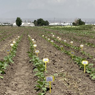 «Հայկական ծագման բանջարաբոստանային և տեխնիկական մշակաբույսերի նմուշների վերականգնում և բազմացում՝ Սվալբարդի գլոբալ սերմերի պահոցում անվտանգության նպատակով կրկնօրինակման համար»