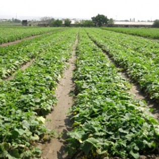 «Տեղական բանջարային մշակաբույսերի գիտականորեն հիմնավորված սերմնաբուծության միջոցառումների կազմակերպումը»