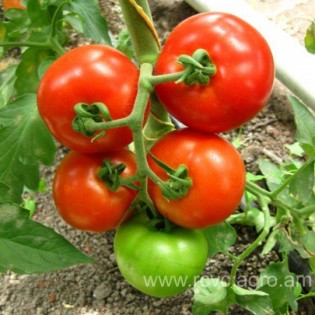 «Պոմիդորի հայկական արժեքավոր հինավուրց սորտերի վերականգնում և նորագույն տեխնոլոգիաներով նրանց մշակության կառավարման արդյունավետ մեթոդների մշակում»