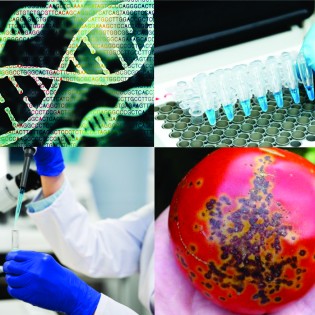 Մոլեկուլային կենսաբանության մեթոդների և տեղեկատվական տեխնոլոգիաների կիրառումը Հայաստանում բանջարային մշակաբույսերի հիվանդությունների հսկողության և կառավարման նպատակով