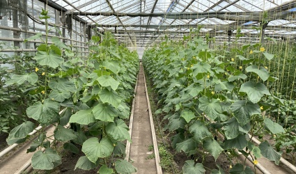 Ծածկած գրունտի մշակաբույսերի սելեկցիայի, սերմնաբուծության և մշակության տեխնոլոգիայի բաժին