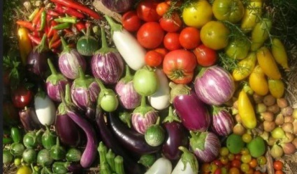 Սելեկցիայի և մշակության տեխնոլոգիայի բաժին