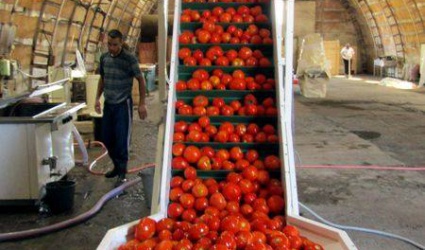 Բանջարաբոստանային մշակաբույսերի սերմնաբուծության և հումքի վերամշակման բաժին